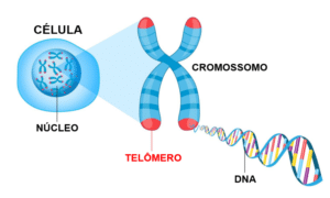 Telômeros: o suposto segredo da longevidade - Envelhecer é parte ...